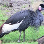 Black Crowned-Crane